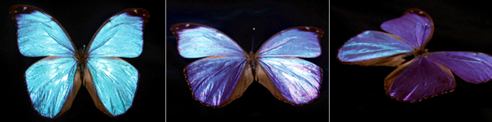 角度により色が変化するモルフォ蝶